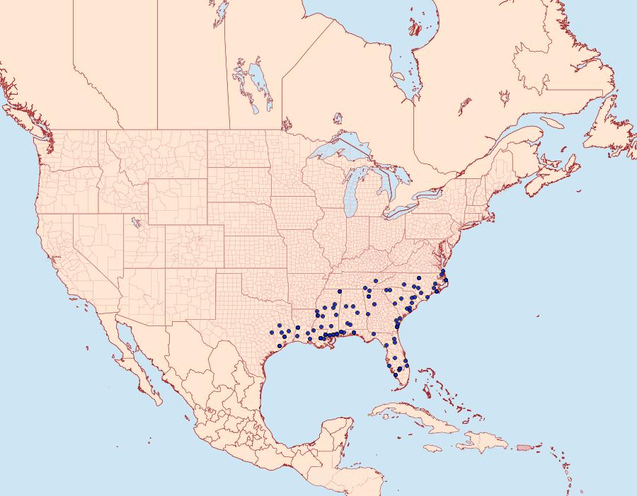 Distribution Data for Cossula magnifica