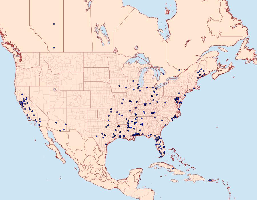 Distribution Data for Bactra verutana