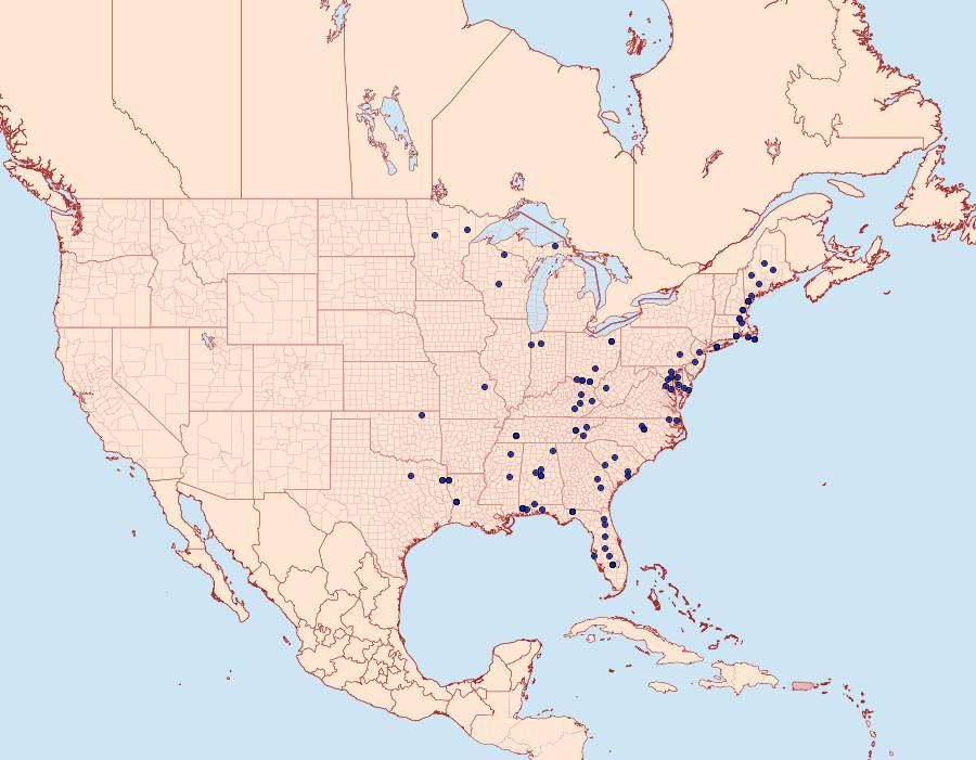 Distribution Data for Zomaria interruptolineana