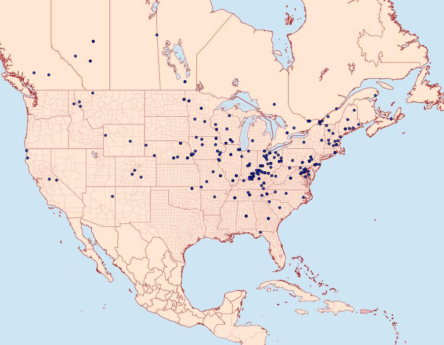 Distribution Data for Celypha cespitana