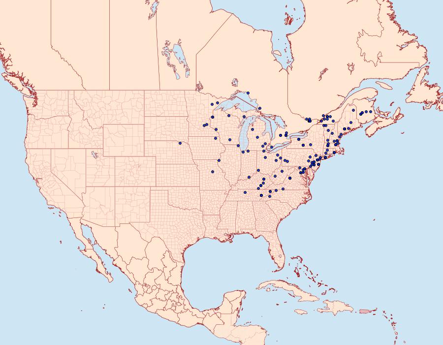 Distribution Data for Eucopina tocullionana