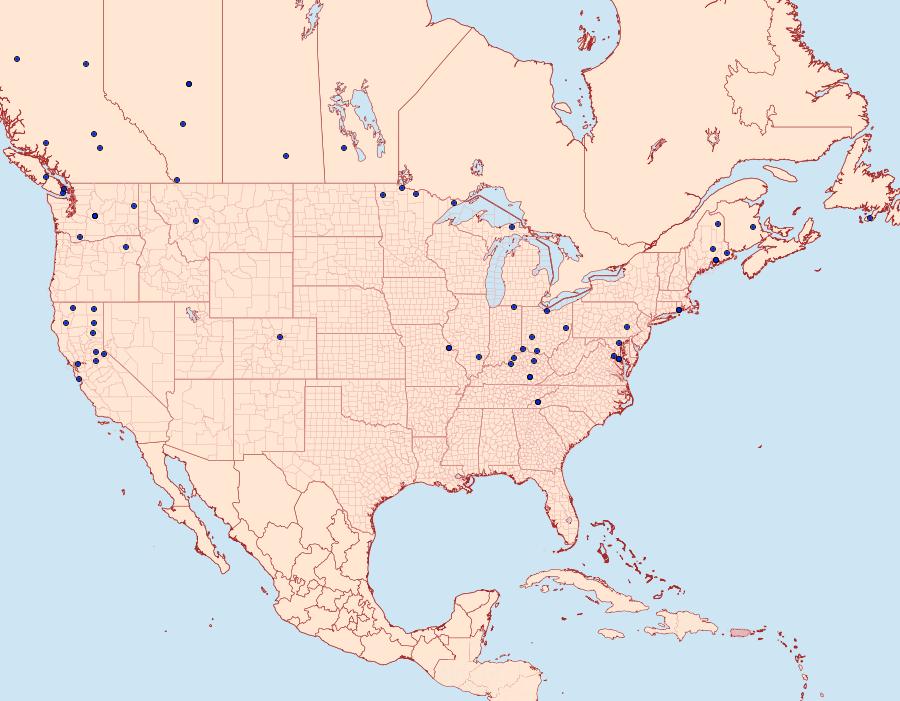 Distribution Data for Notocelia culminana