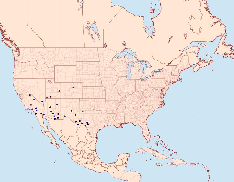 Distribution Data for Dyotopasta yumaella