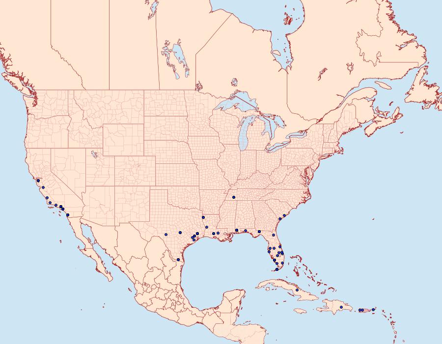 Distribution Data for Crocidosema plebejana