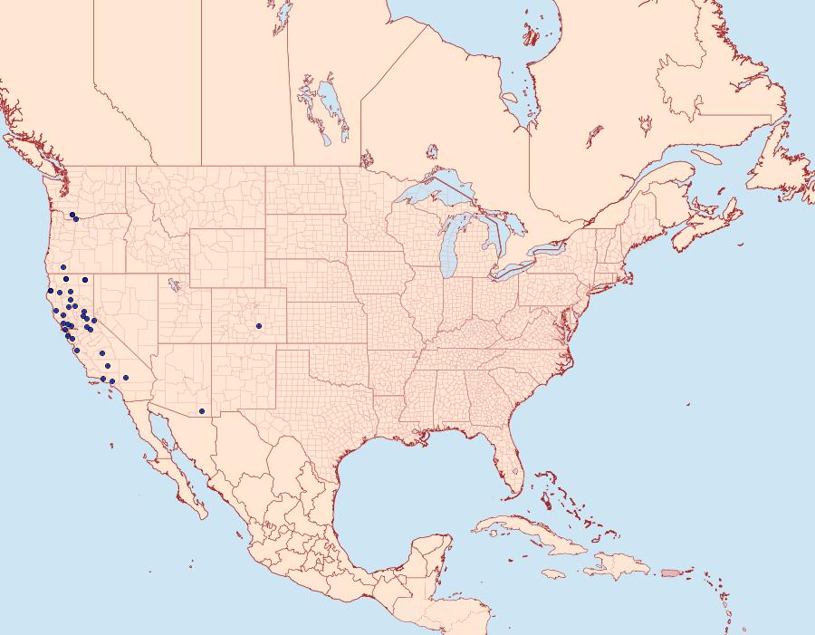 Distribution Data for Phymatopus hectoides