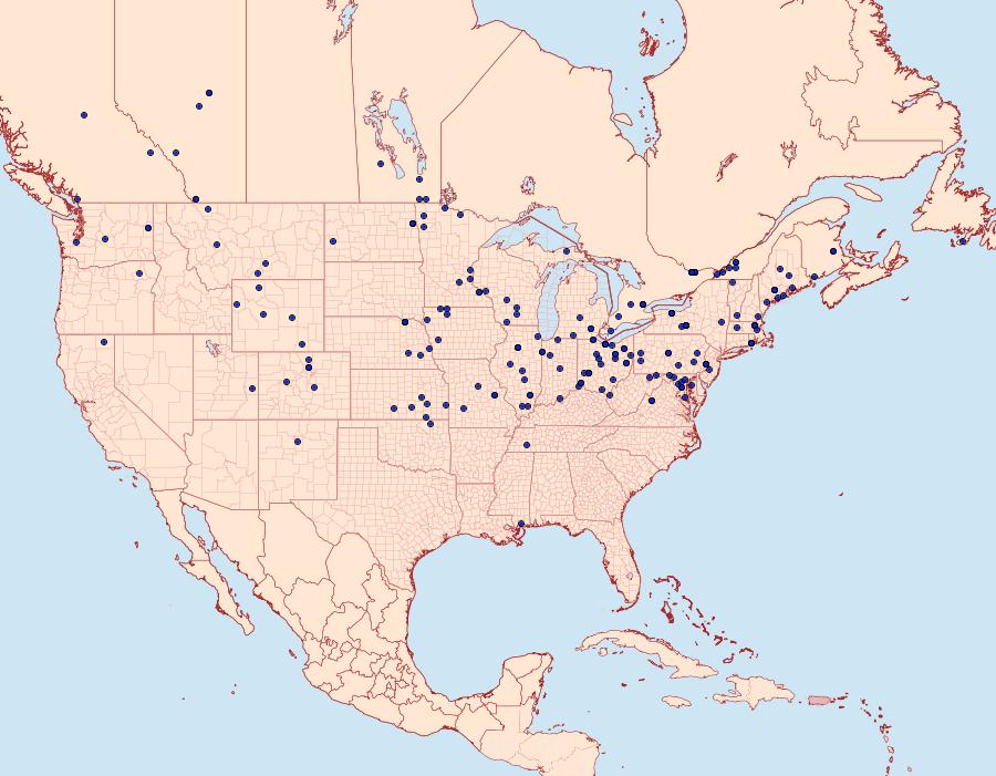 Distribution Data for Clepsis clemensiana