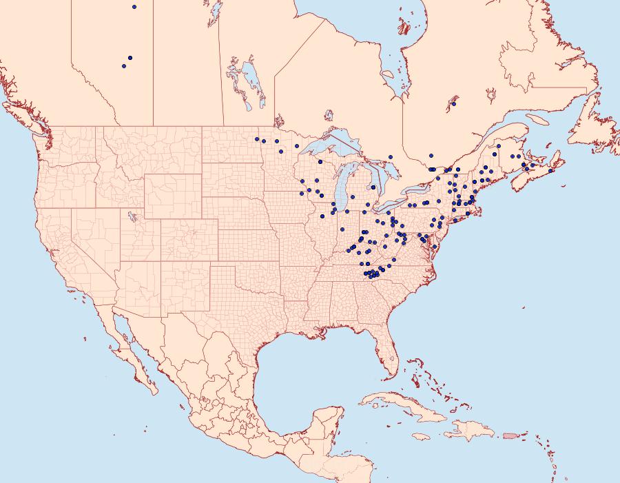 Distribution Data for Clepsis melaleucanus