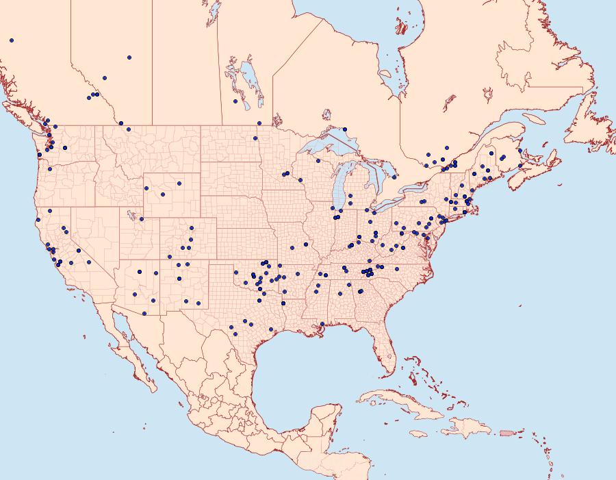 Distribution Data for Clepsis virescana