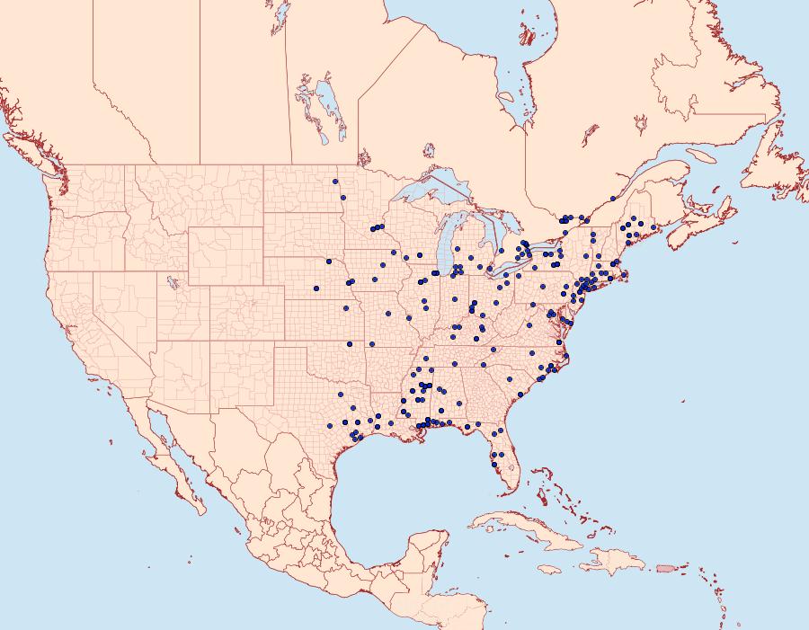 Distribution Data for Cenopis diluticostana