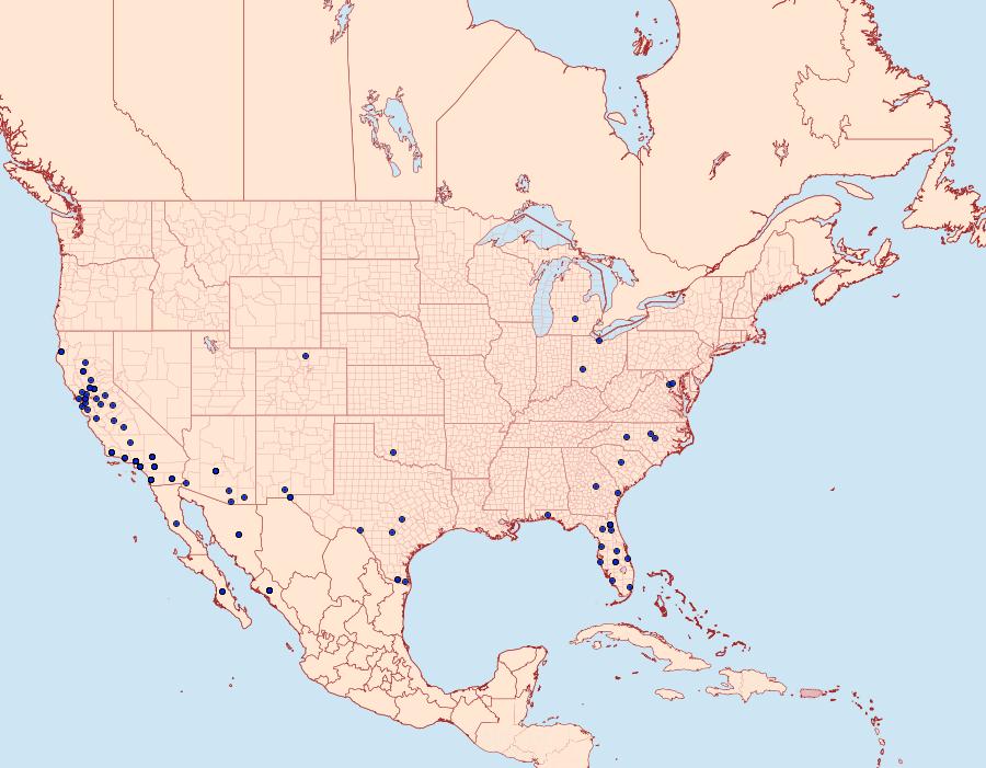 Distribution Data for Platynota stultana