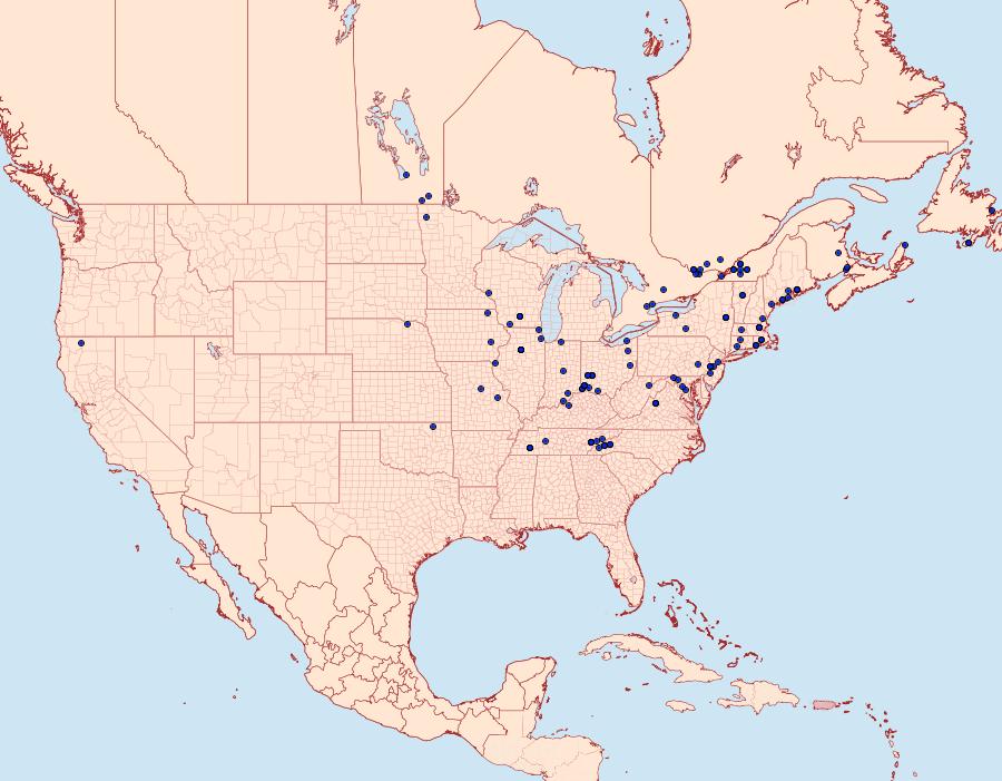 Distribution Data for Cochylichroa hoffmanana