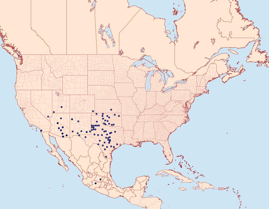 Distribution Data for Copaeodes aurantiaca