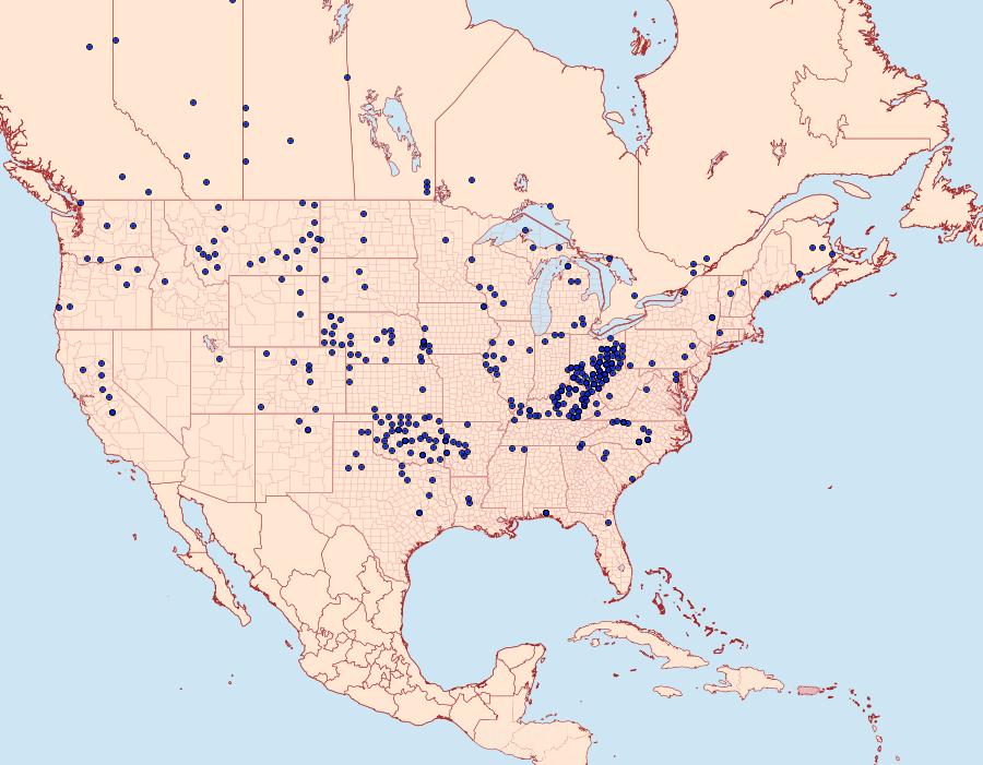 Distribution Data for Amblyscirtes vialis