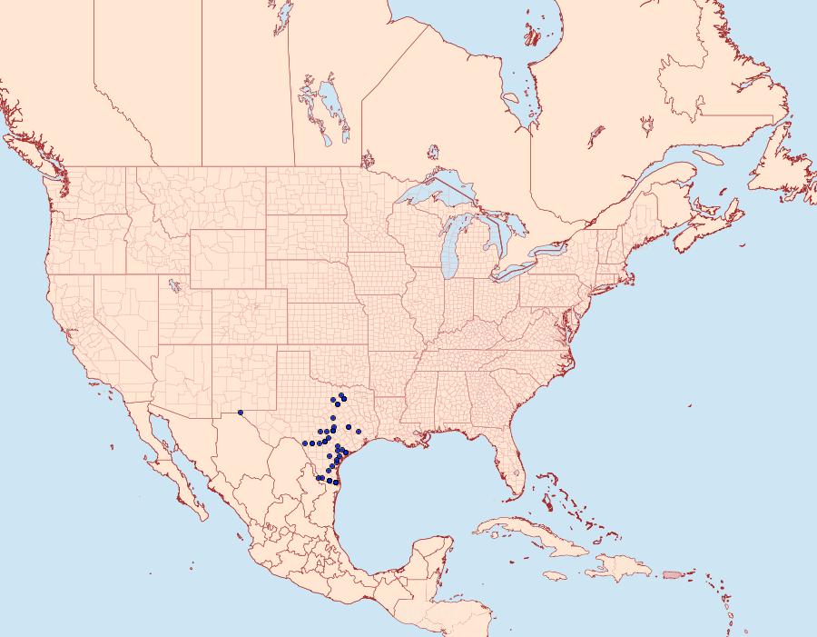 Distribution Data for Amblyscirtes celia