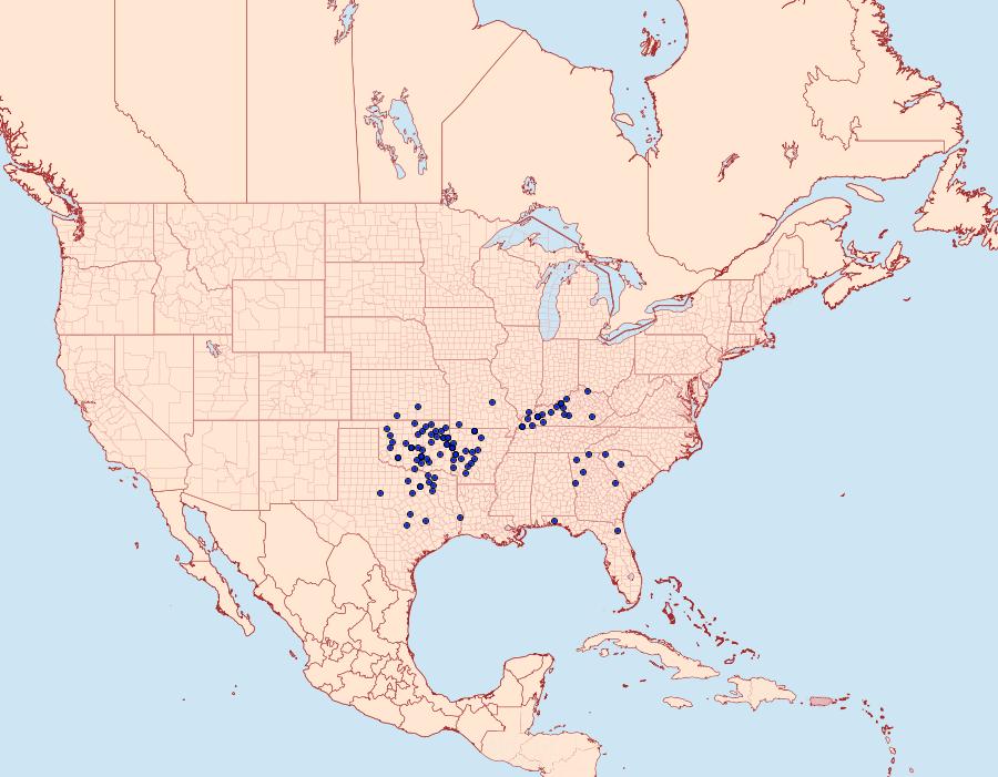 Distribution Data for Amblyscirtes belli