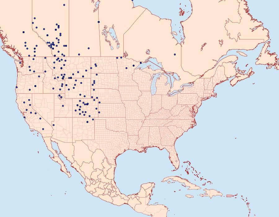 Distribution Data for Pontia occidentalis