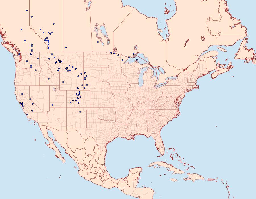 Distribution Data for Euchloe ausonides