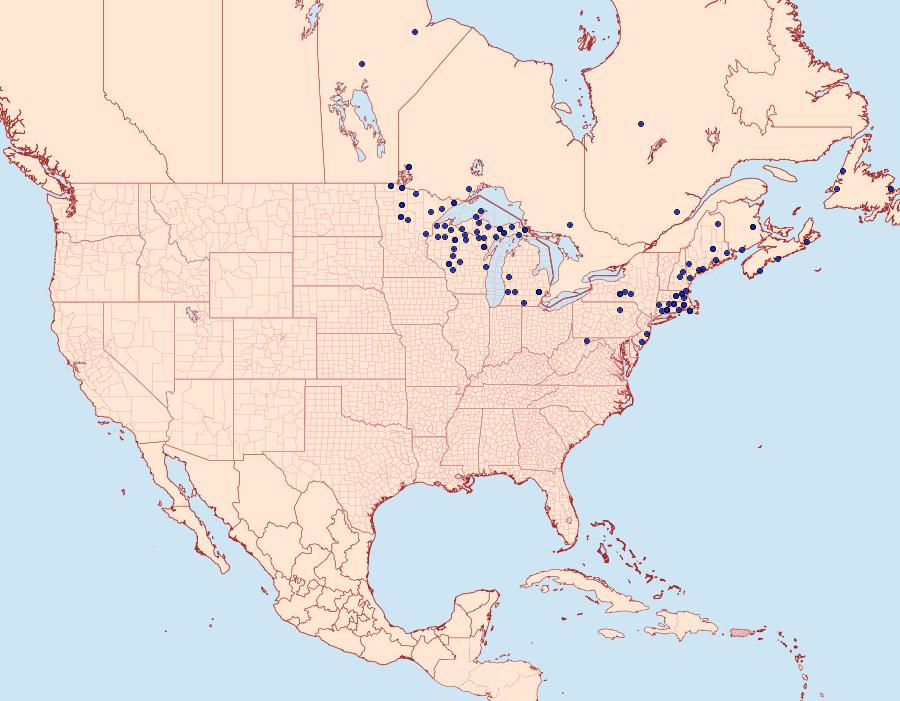 Distribution Data for Tharsalea epixanthe