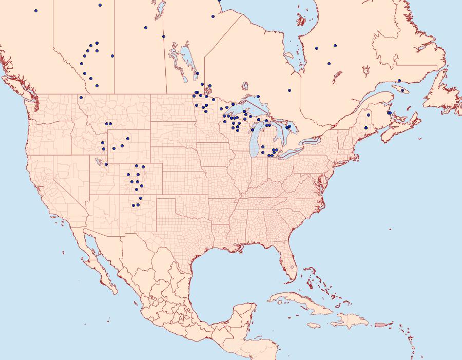 Distribution Data for Tharsalea dorcas