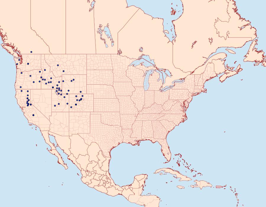 Distribution Data for Tharsalea nivalis