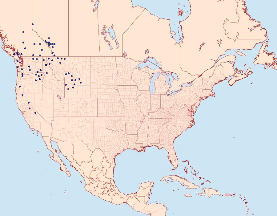 Distribution Data for Tharsalea mariposa