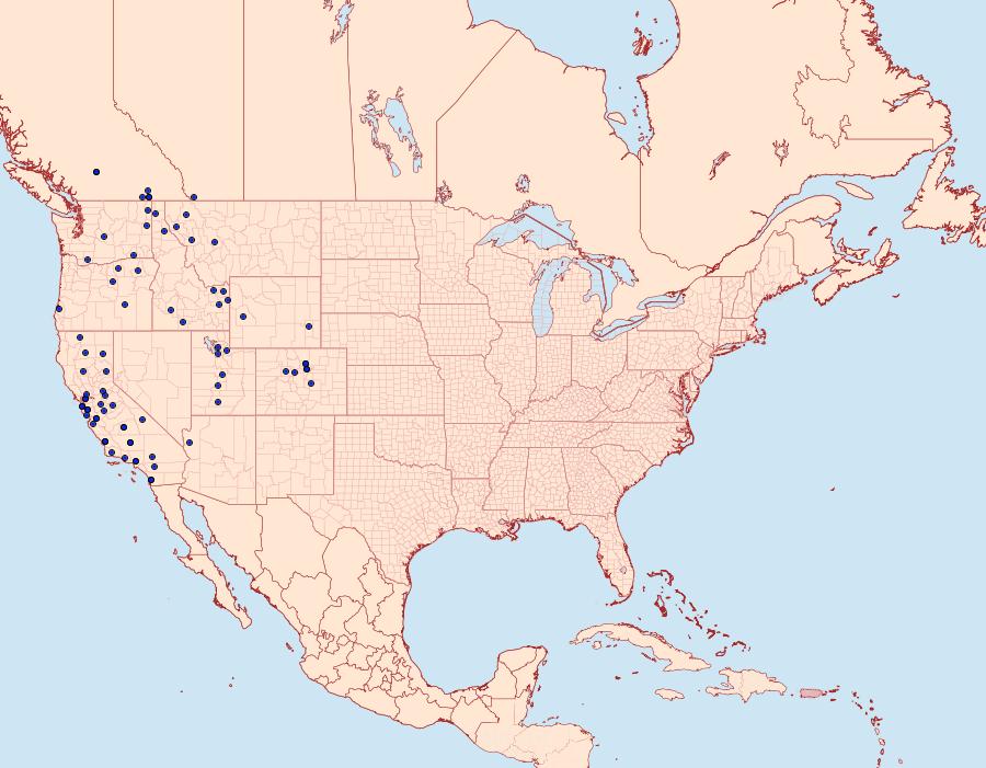 Distribution Data for Satyrium saepium