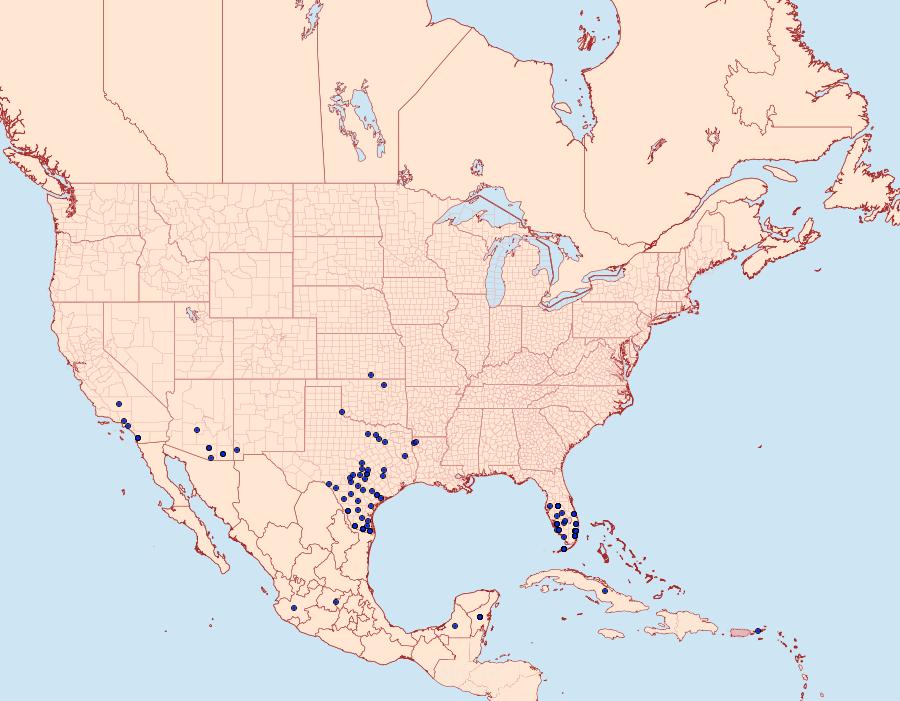 Distribution Data for Strymon istapa