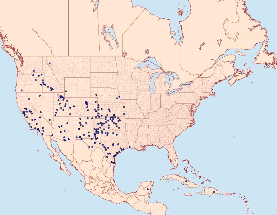 Distribution Data for Brephidium exilis