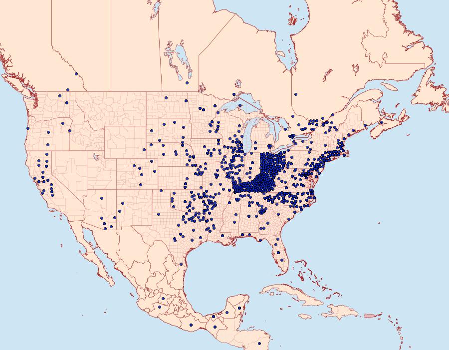 Distribution Data for Cupido comyntas