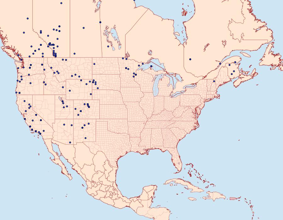 Distribution Data for Cupido amyntula