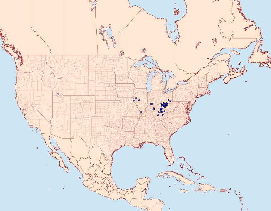 Distribution Data for Celastrina nigra