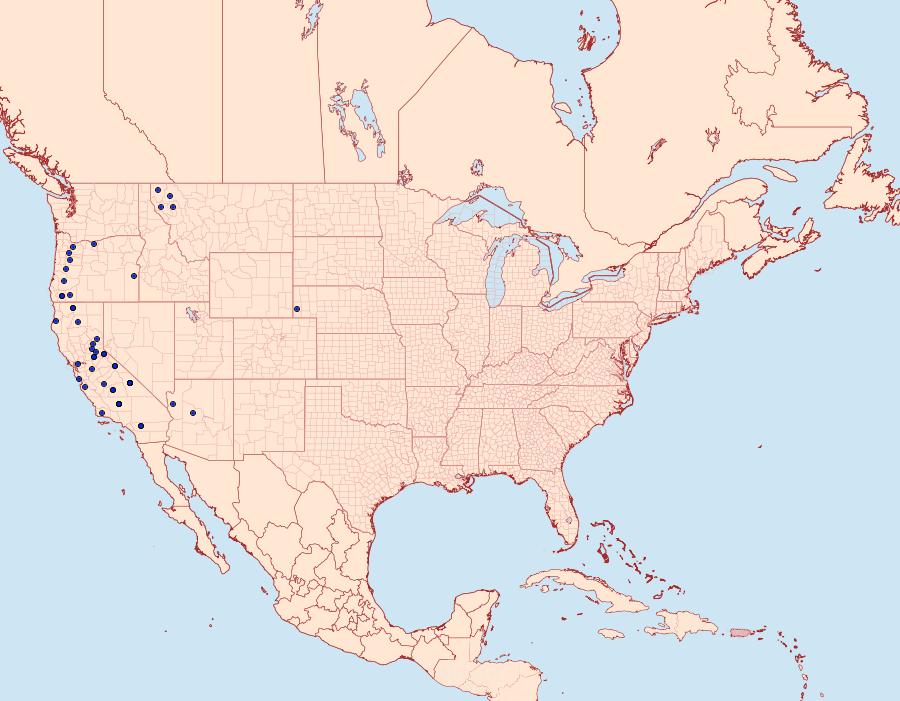 Distribution Data for Euphilotes enoptes