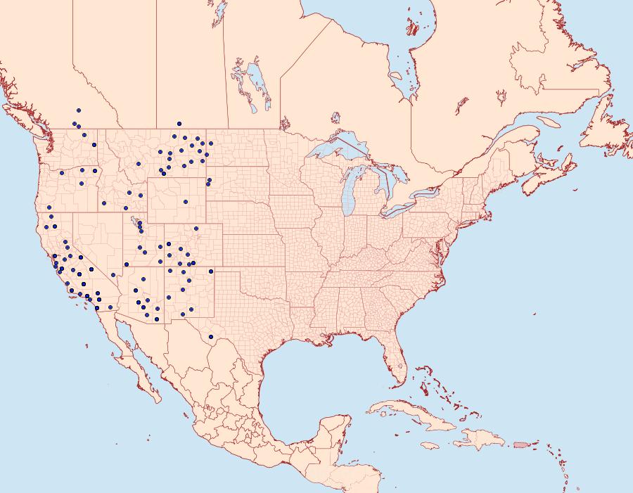 Distribution Data for Apodemia mormo