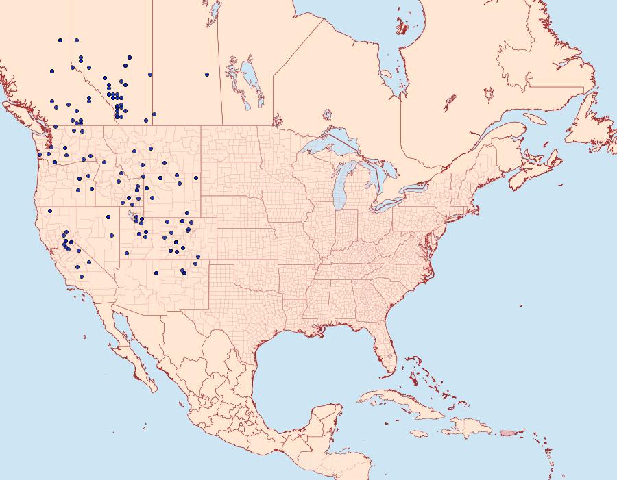 Distribution Data for Argynnis mormonia