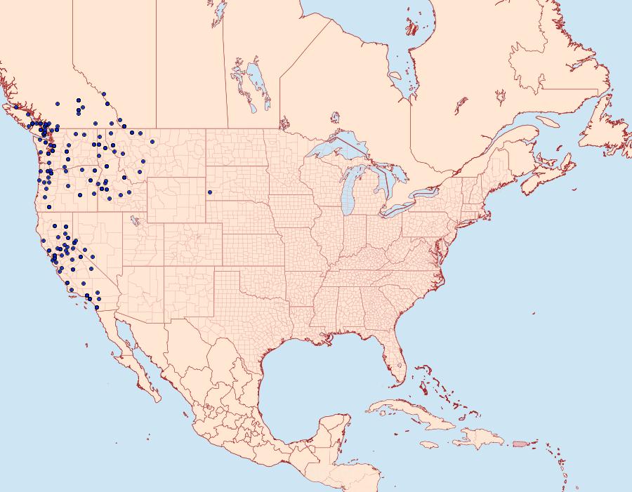 Distribution Data for Limenitis lorquini