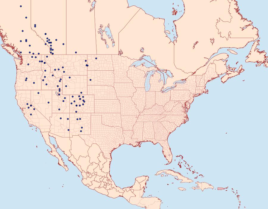 Distribution Data for Cercyonis oetus