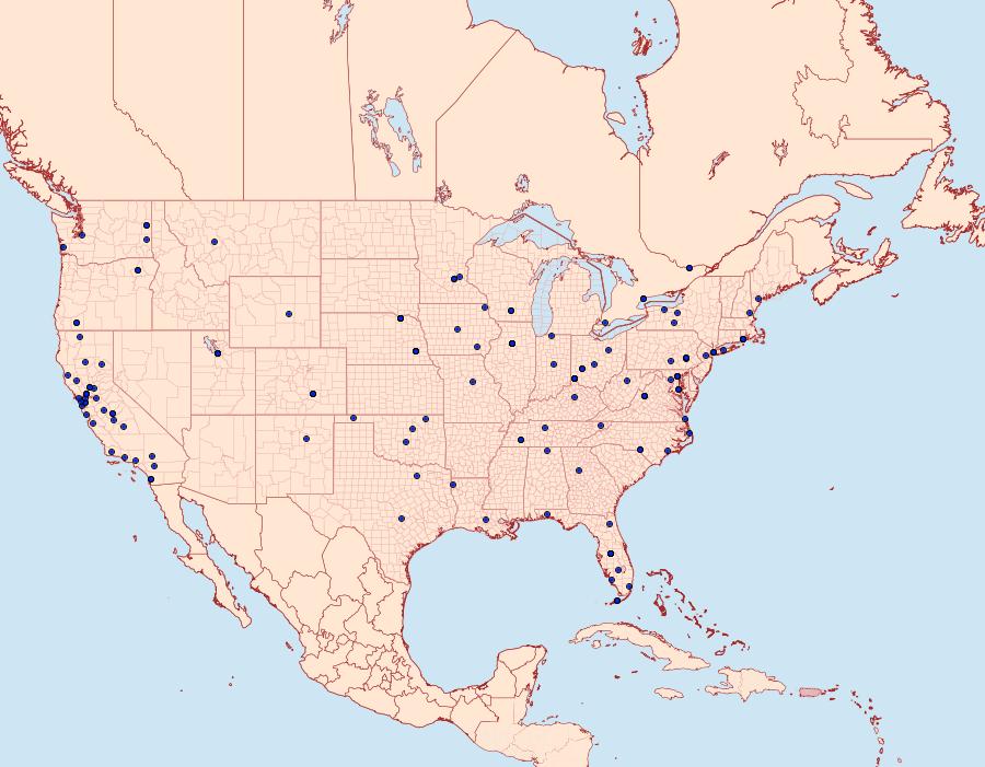 Distribution Data for Bedellia somnulentella