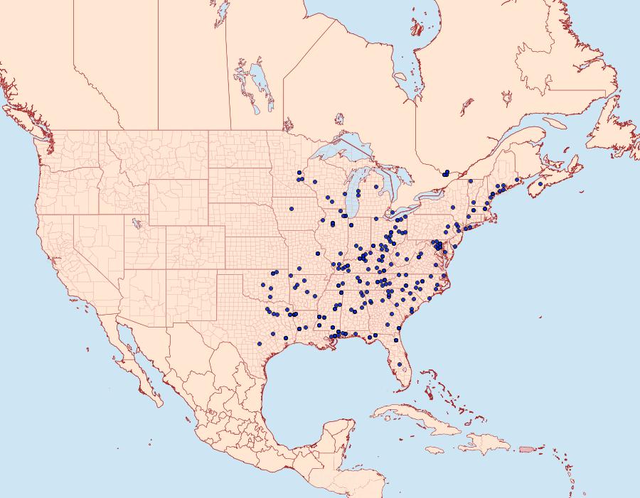 Distribution Data for Apoda biguttata