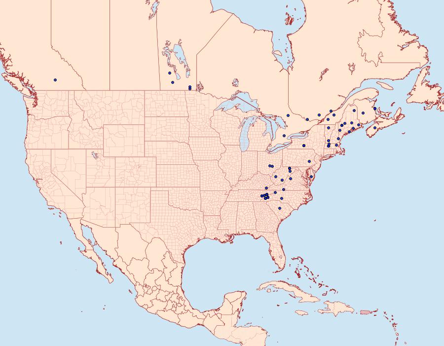 Distribution Data for Scoparia cinereomedia