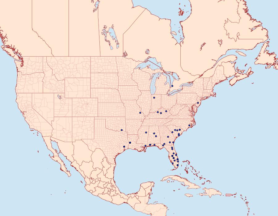 Distribution Data for Chrysendeton imitabilis