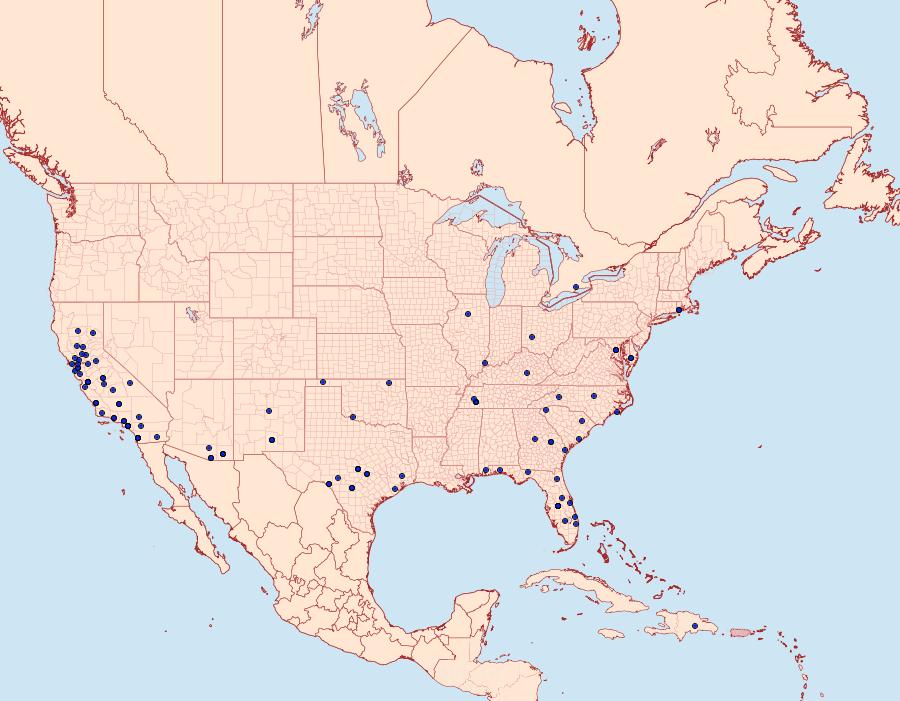 Distribution Data for Hellula rogatalis