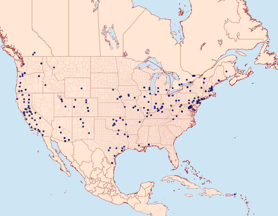 Distribution Data for Chalcoela iphitalis