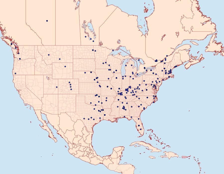 Distribution Data for Perispasta caeculalis