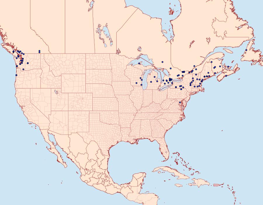 Distribution Data for Anania hortulata