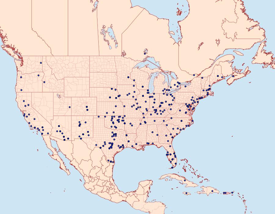 Distribution Data for Achyra rantalis