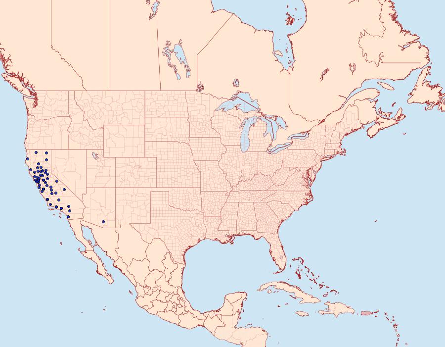 Distribution Data for Achyra occidentalis