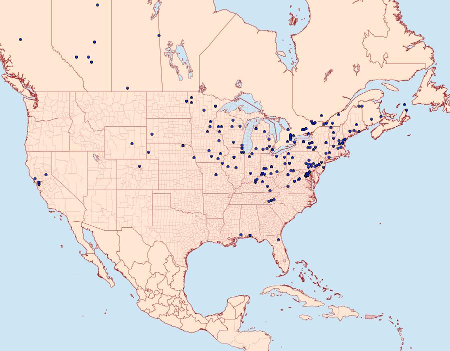 Distribution Data for Pyrausta orphisalis