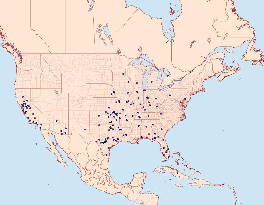 Distribution Data for Lineodes integra