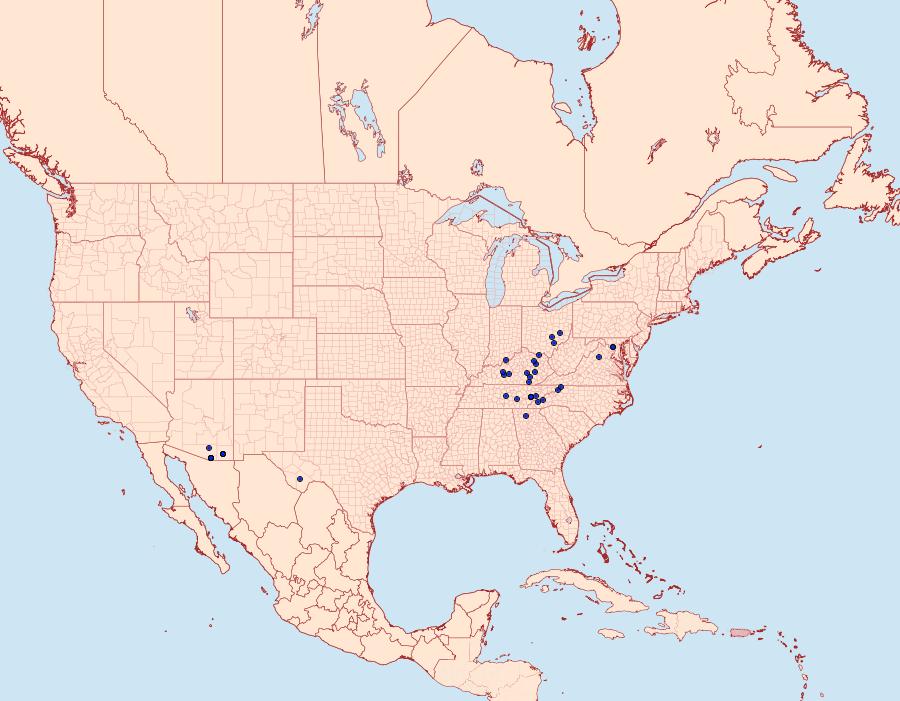 Distribution Data for Choristostigma roseopennalis