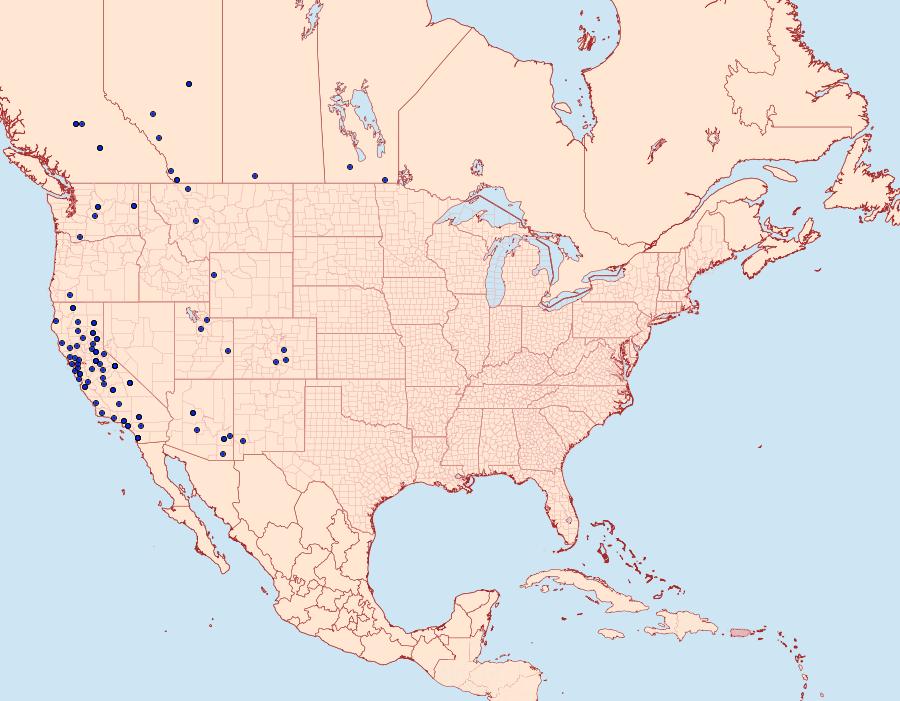 Distribution Data for Mecyna mustelinalis